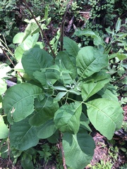 Ptelea trifoliata mollis