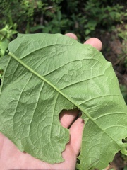 Ptelea trifoliata mollis