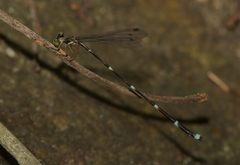 Protosticta trilobata