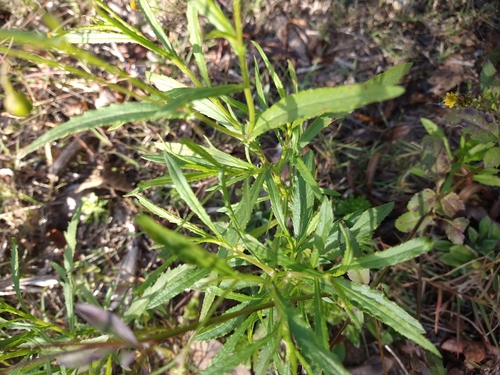 Senecio madagascariensis
