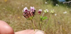 Trifolium variegatum