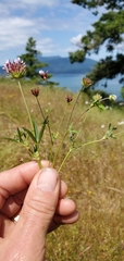 Trifolium variegatum