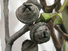 Eucalyptus macrorhyncha cannonii