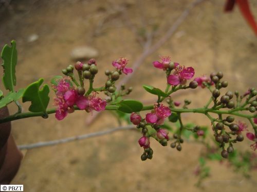 Talinella