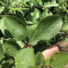 Crataegus ashei