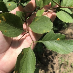 Crataegus ashei
