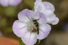 Dufourea trochantera