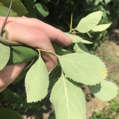 Crataegus ashei