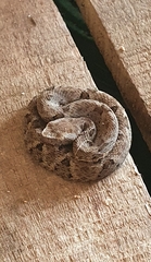 Bothrops leucurus
