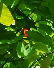 Ramphocelus passerinii