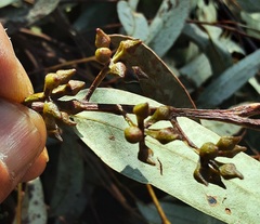Eucalyptus macrorhyncha cannonii