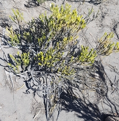 Parastrephia lepidophylla