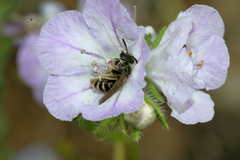 Dufourea trochantera
