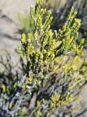 Parastrephia lepidophylla