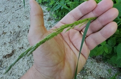 Sphenopholis obtusata