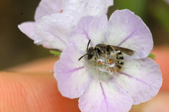 Dufourea trochantera