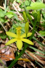 Bulbine vagans