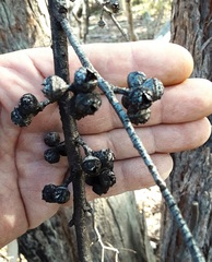 Eucalyptus macrorhyncha cannonii