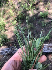 Dichanthelium angustifolium