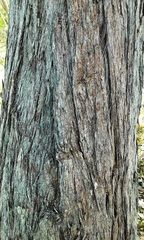 Eucalyptus macrorhyncha cannonii