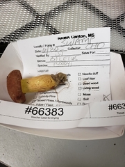 Boletus roodyi