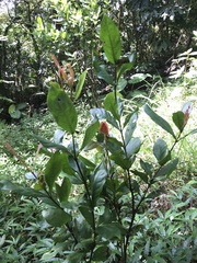 Ixora