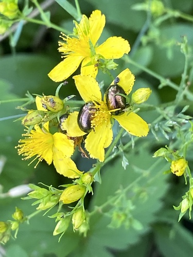 Saint John's Wort Beetle photo 5