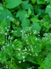 Galium asprellum