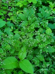 Galium asprellum