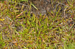 Plantago unibracteata