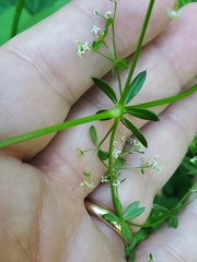 Galium asprellum