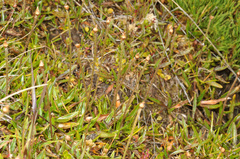 Plantago unibracteata