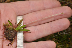 Plantago unibracteata