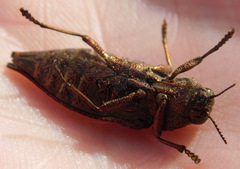 Dicerca aino