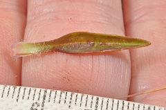 Plantago unibracteata