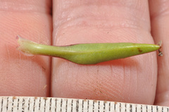 Plantago unibracteata