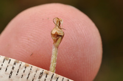 Plantago unibracteata