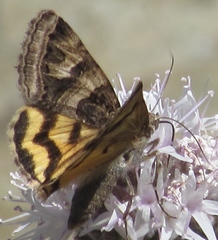 Drasteria adumbrata