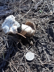 Itajahya galericulata