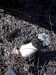 Itajahya galericulata