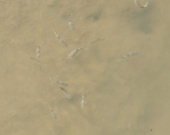 Ellochelon vaigiensis