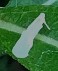 Neocenchrea heidemanni