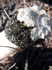 Itajahya galericulata