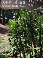 Euphorbia neriifolia