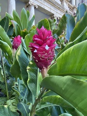 Alpinia purpurata