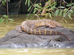 Varanus niloticus