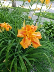 Hemerocallis fulva