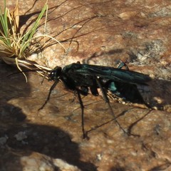 Pepsis grossa