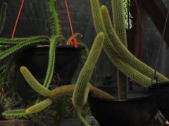 Cleistocactus winteri