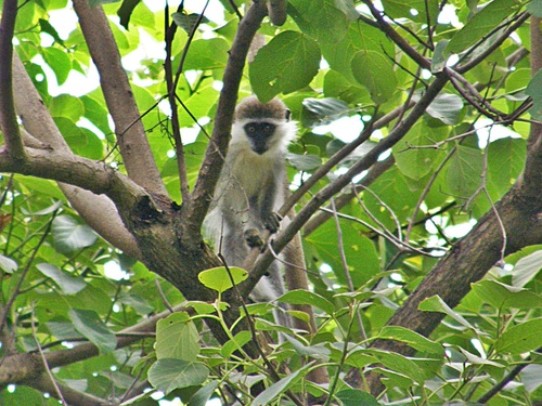 Chlorocebus aethiops